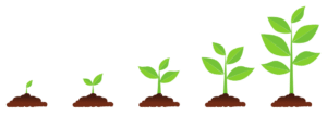 Pflanze Wachstum